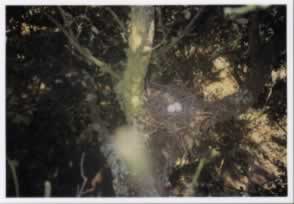 palomap.jpg (19318 bytes)