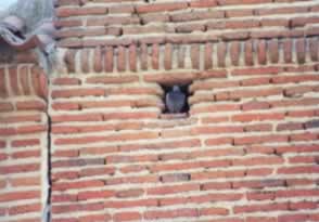 patop.jpg (22258 bytes)