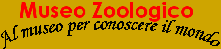 MUSEOZOOLOGICO-AV.it