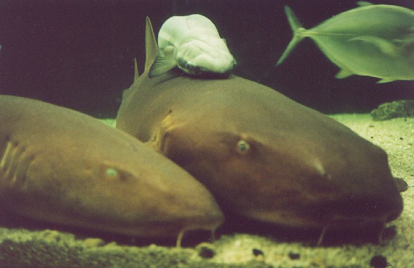 Remora on back of nurse shark