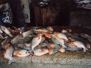 Piranhas!