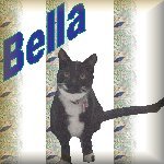 Cats, Kittys, Gatos' Website