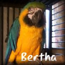 Sphynx N Parrots' Website