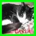 Cat Hotel's Website