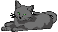 Grey cat sleep
