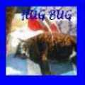 Cat Hotel's Website