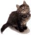 Tabby pic