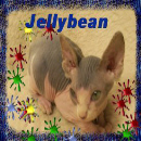 Sphynx N Parrots' Website