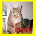Cat Hotel's Website