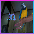 Sphynx N Parrots' Website