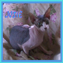 Sphynx N Parrots' Website