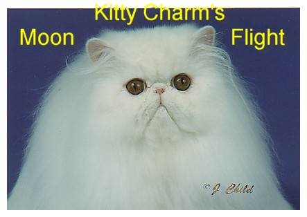 Kitty Charm's Website