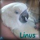 Sphynx N Parrots' Website