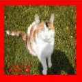 Cat Hotel's Website