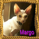 Sphynx N Parrots' Website