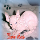 Sphynx N Parrots' Website