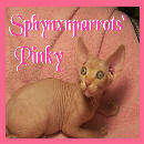 Sphynx N Parrots' Website