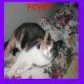 Cat Hotel's Website