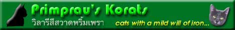 Primprau's Korats' Website