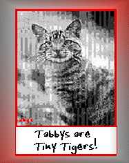 Cats, Kittys, Gatos Website