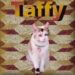 Cats, Kittys, Gatos' Website