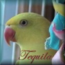 Sphynx N Parrots' Website