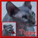 Sphynx N Parrots' Website