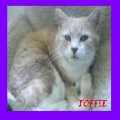 Cat Hotel's Website