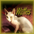 Sphynx N Parrots' Website