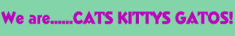 Cats, Kittys, Gatos Website