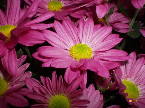 Award Winning "Hot Pink Daisies" by Rosemary Chatham Copyright 2003-2006 All Rights Reserved GOTO www.pictures.com - type in Rosemary Chatham Artist - see my awardwinning work