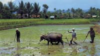Pak Tani Sedang Mengerjakan Sawah