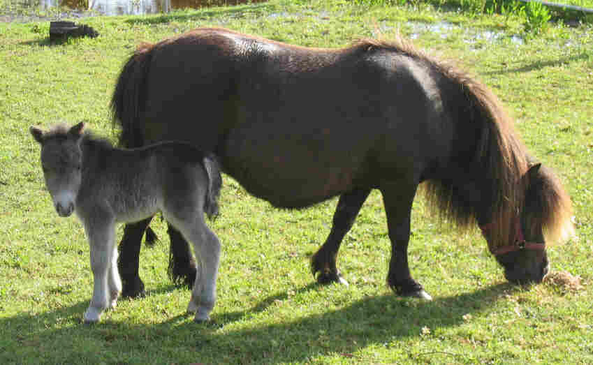 Abigail with Musketeer Park Aramis born on 11NOV04