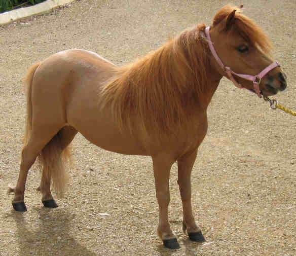 Waldi Little Lucille after clipping August 2004