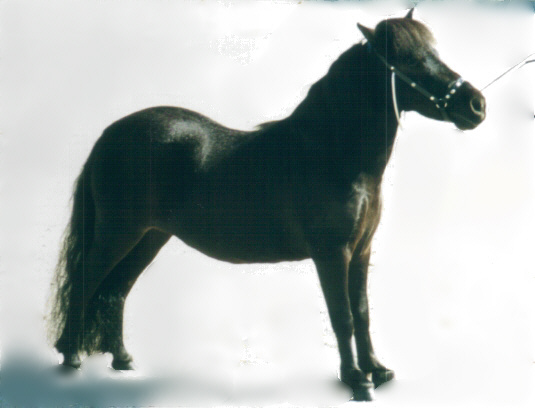 Birch Ridge Mitta Mitta after clipping in December 2003