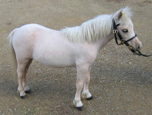 Lerwick Golden Musketeer after clipping in August 2004