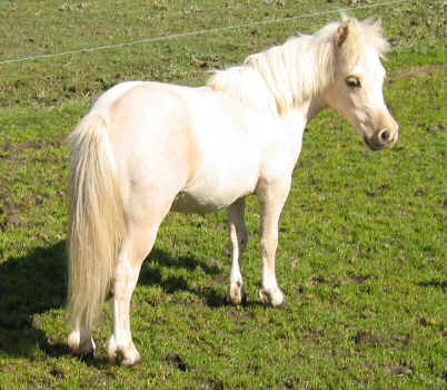 Lerwick Golden Musketeer after clipping August 2004