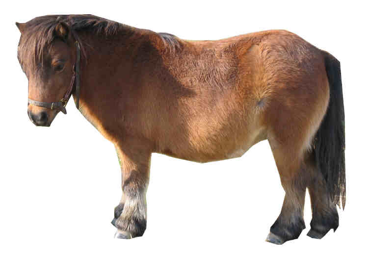 Olga is Lerwick Golden Musketeer's dam - see Stallion Page