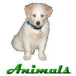 Animals