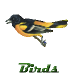 Birds