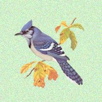 Bluejay
