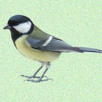 Chickadee