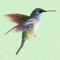 Hummingbird