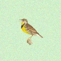 Meadowlark