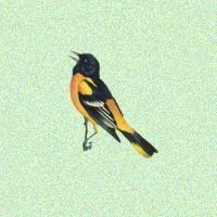 Oriole