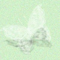 White Butterfly