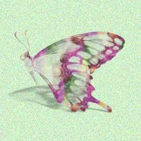 purple butterfly wings shut