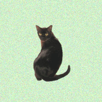 black cat