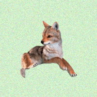 Coyote