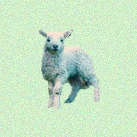 Lamb